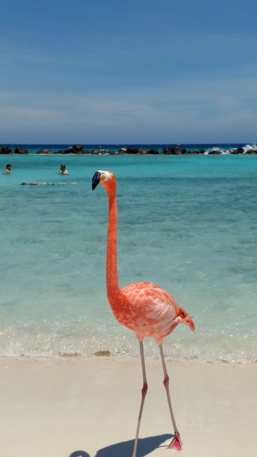 Another flamingo wandering on the beach in Aruba