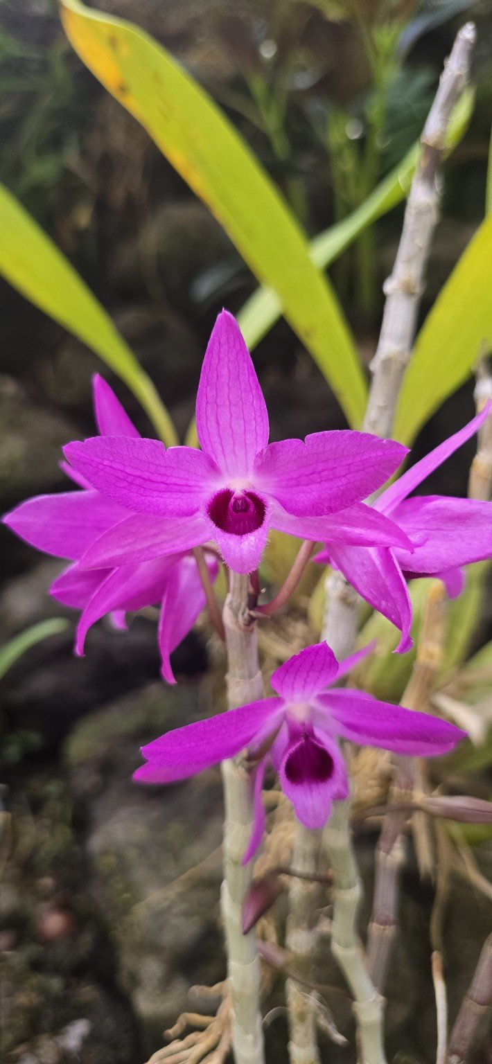 Vivid magenta Dendrobium orchid