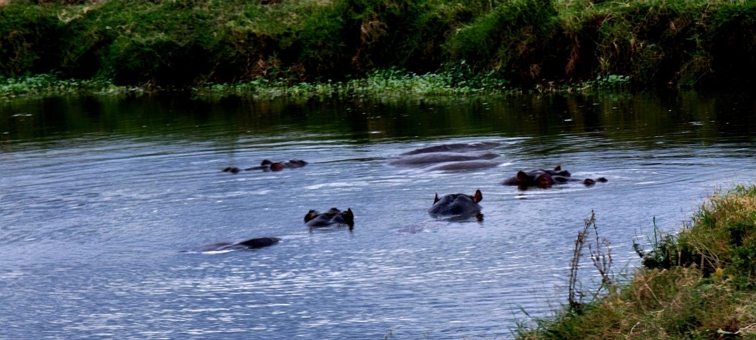 Pod of hippos partly submerged in a muddy Mara river