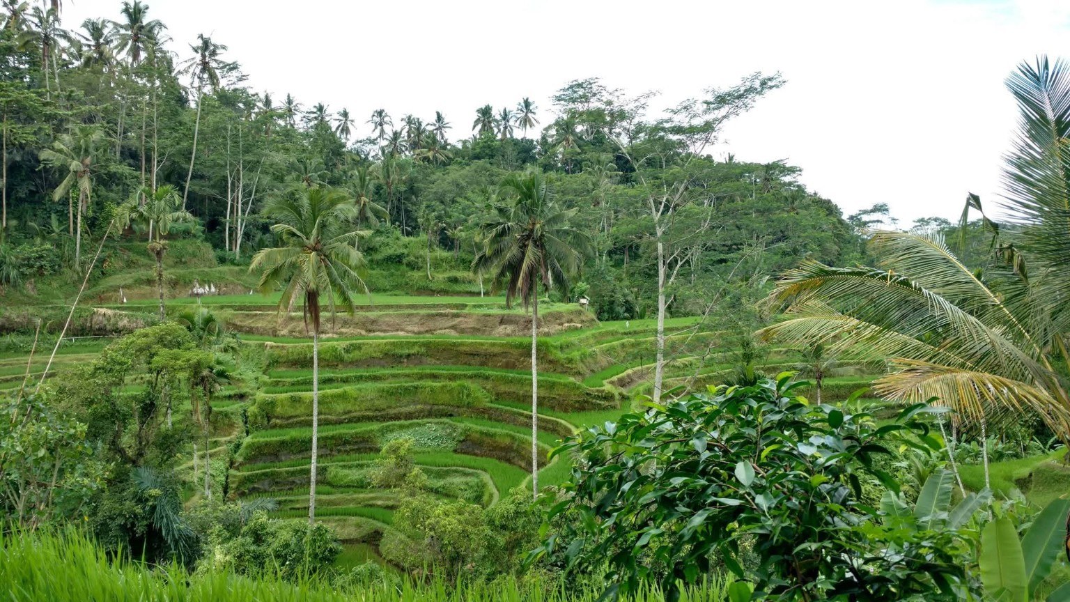 Rice terraces, palms, and the layered green landscape Bali does so well