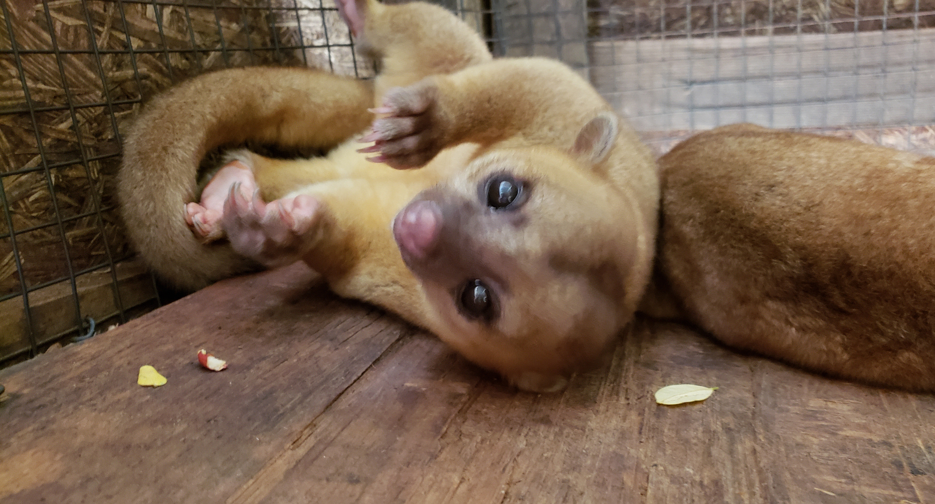 Kinkajou lounging on a wooden ledge in Roatán