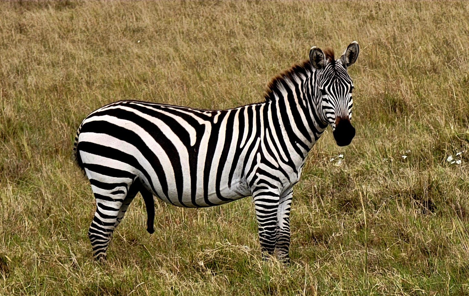 Close-up of a single zebra showing the contrast of its black-and-white stripes