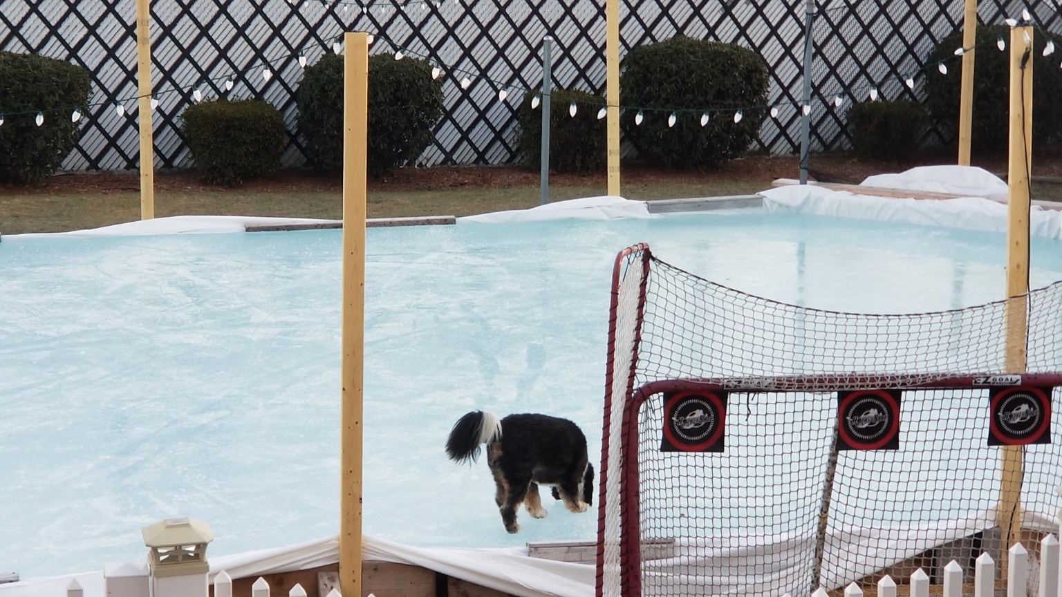 Family dog drinking from the edge of the backyard rink