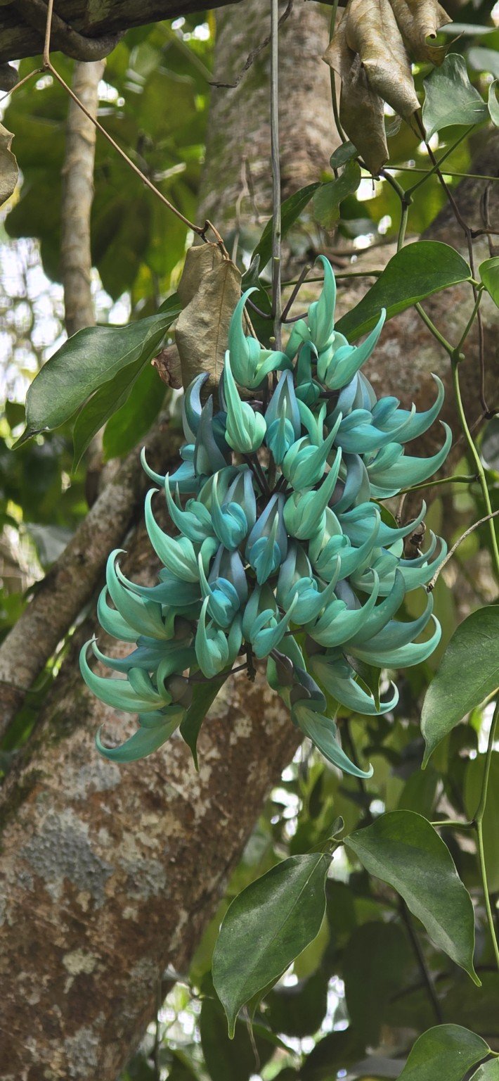 Turquoise jade vine flower cascading down