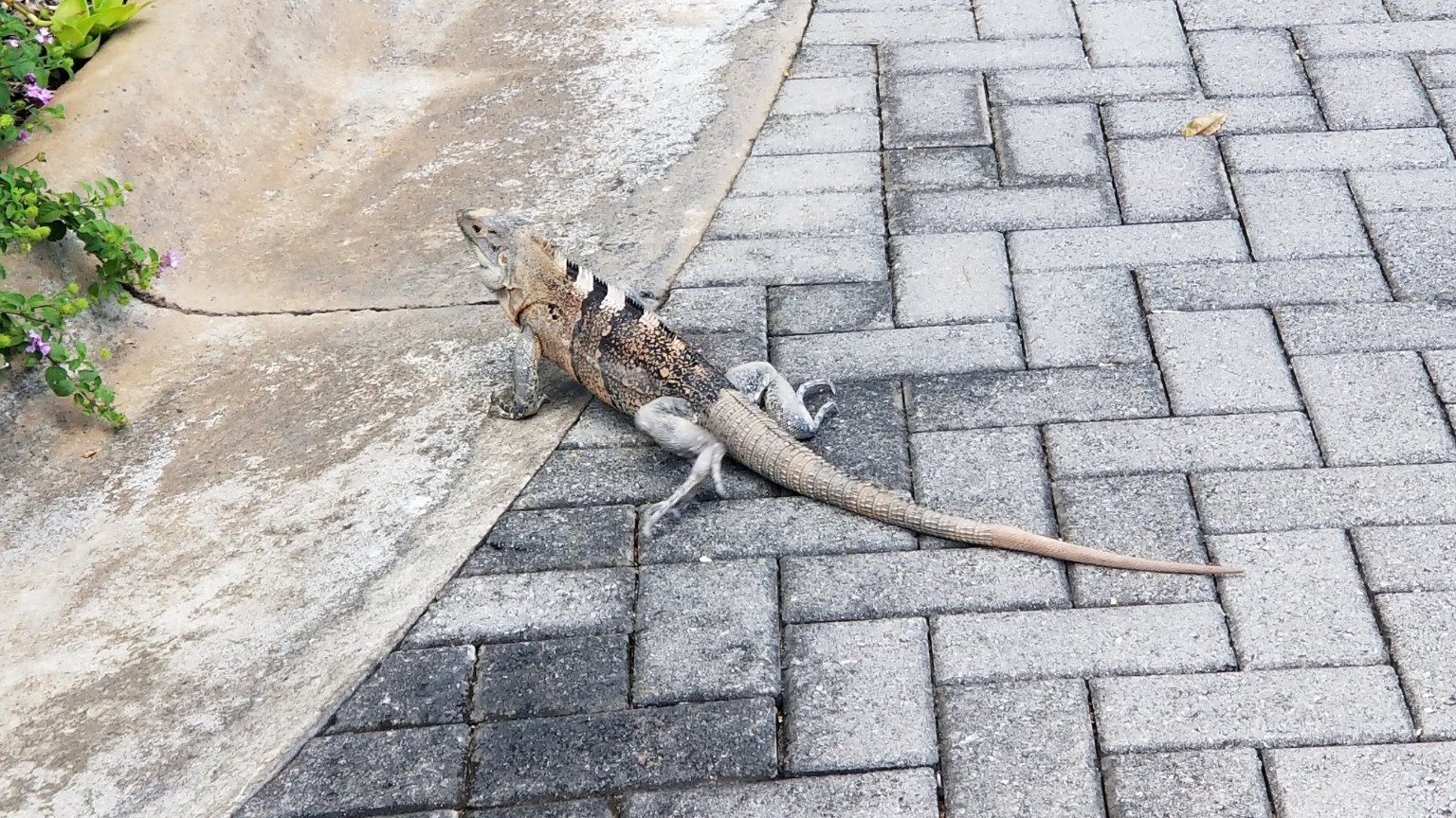 Iguana on resort walkway