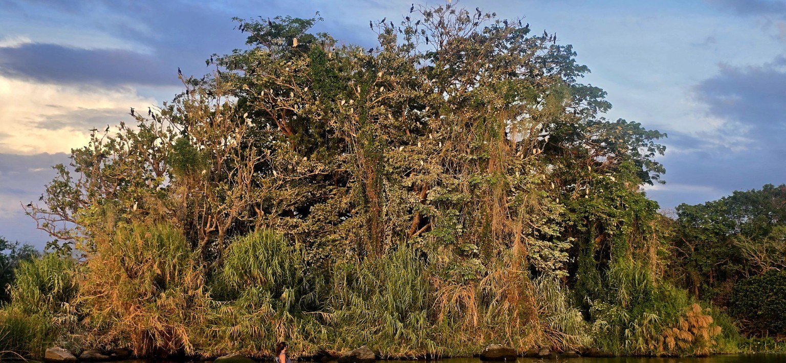 Birds over Lake Nicaragua