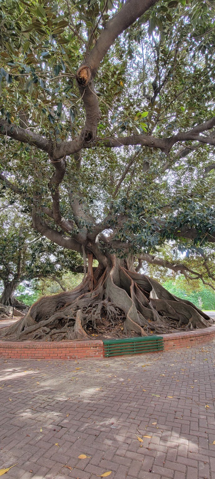 Massive old tree in Buenos Aires