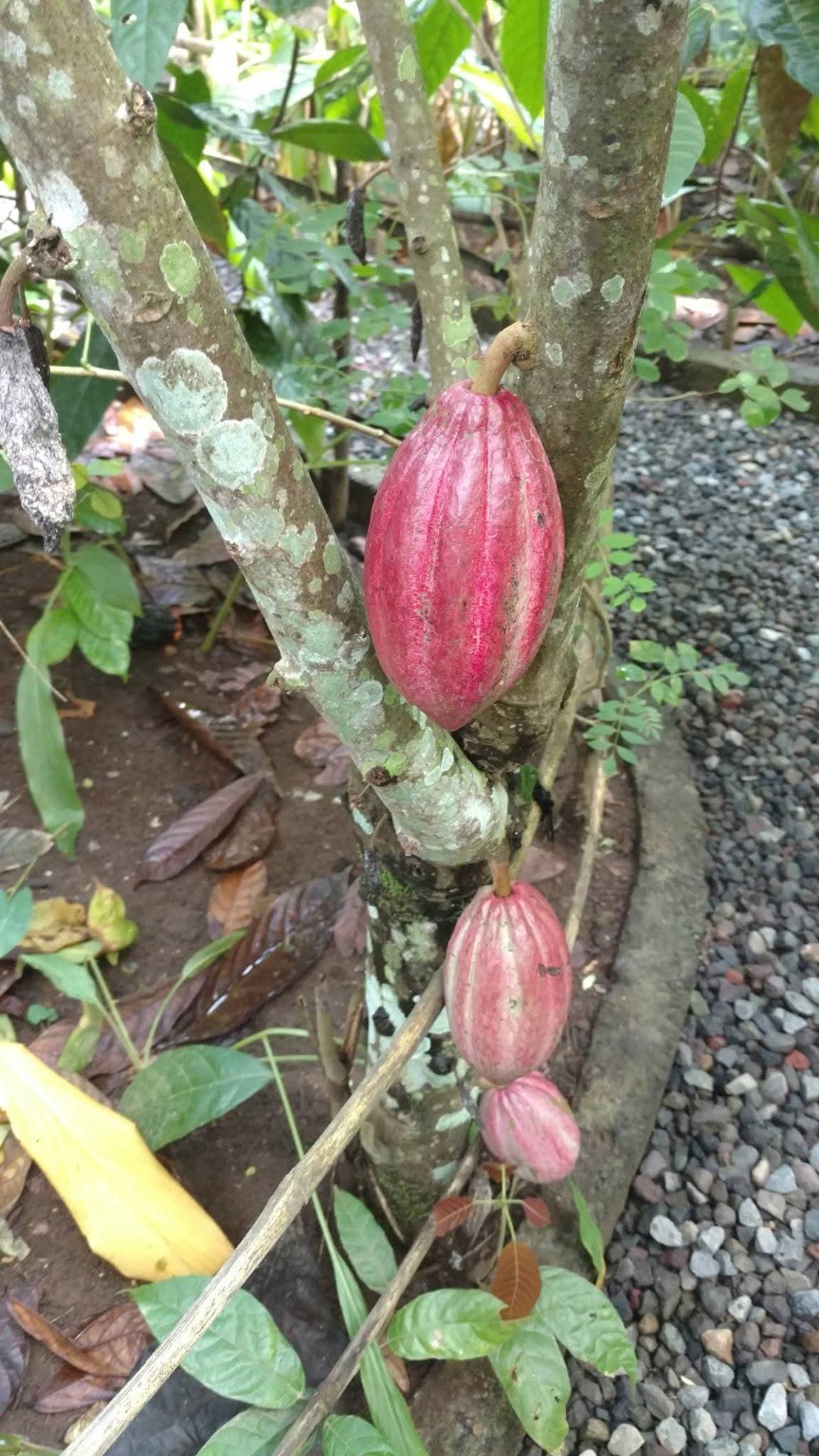 Cacao pods growing directly from the trunk