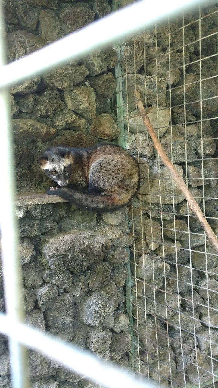 An Asian palm civet, the animal behind kopi luwak