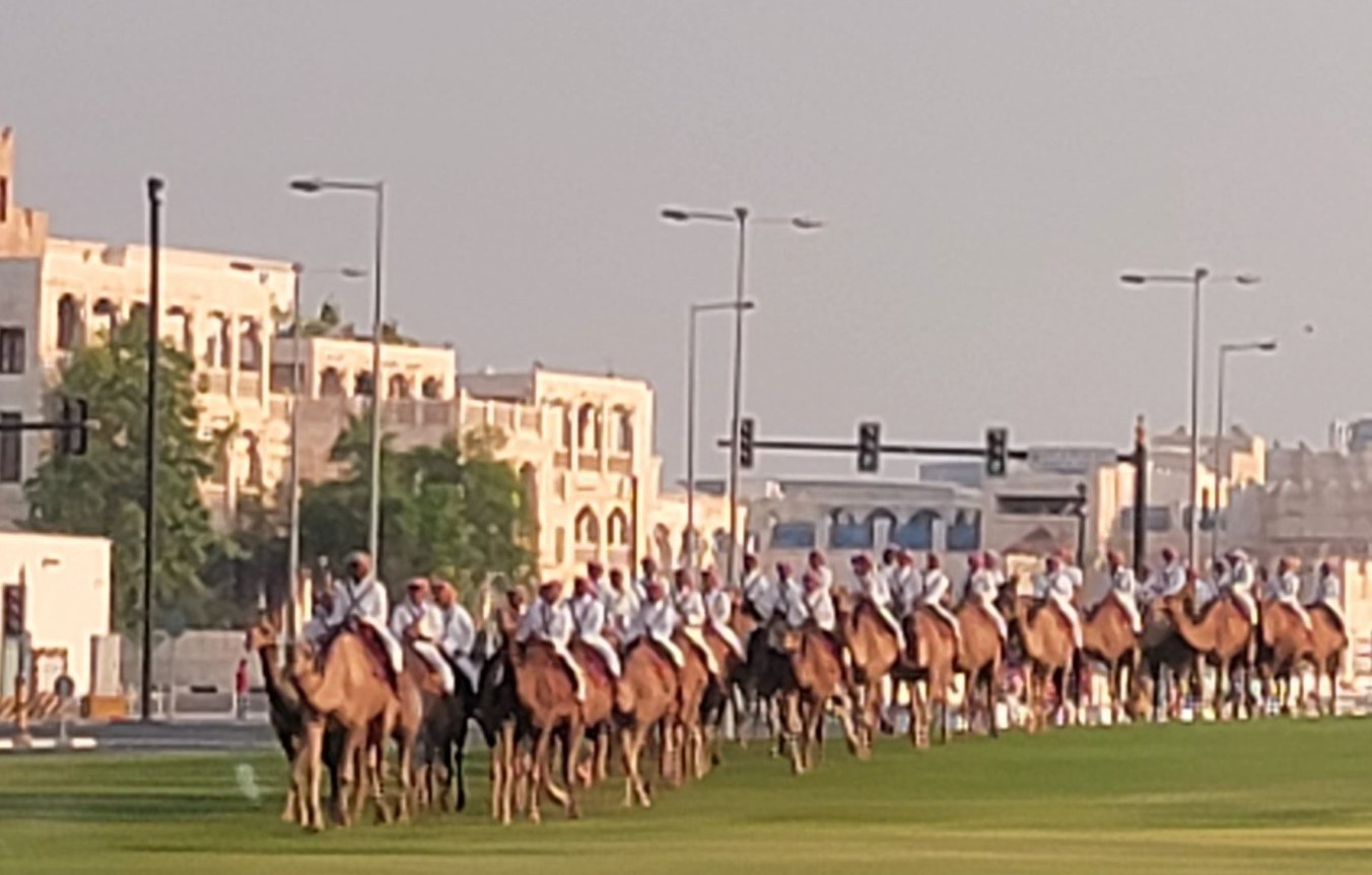 Line of camels in Doha