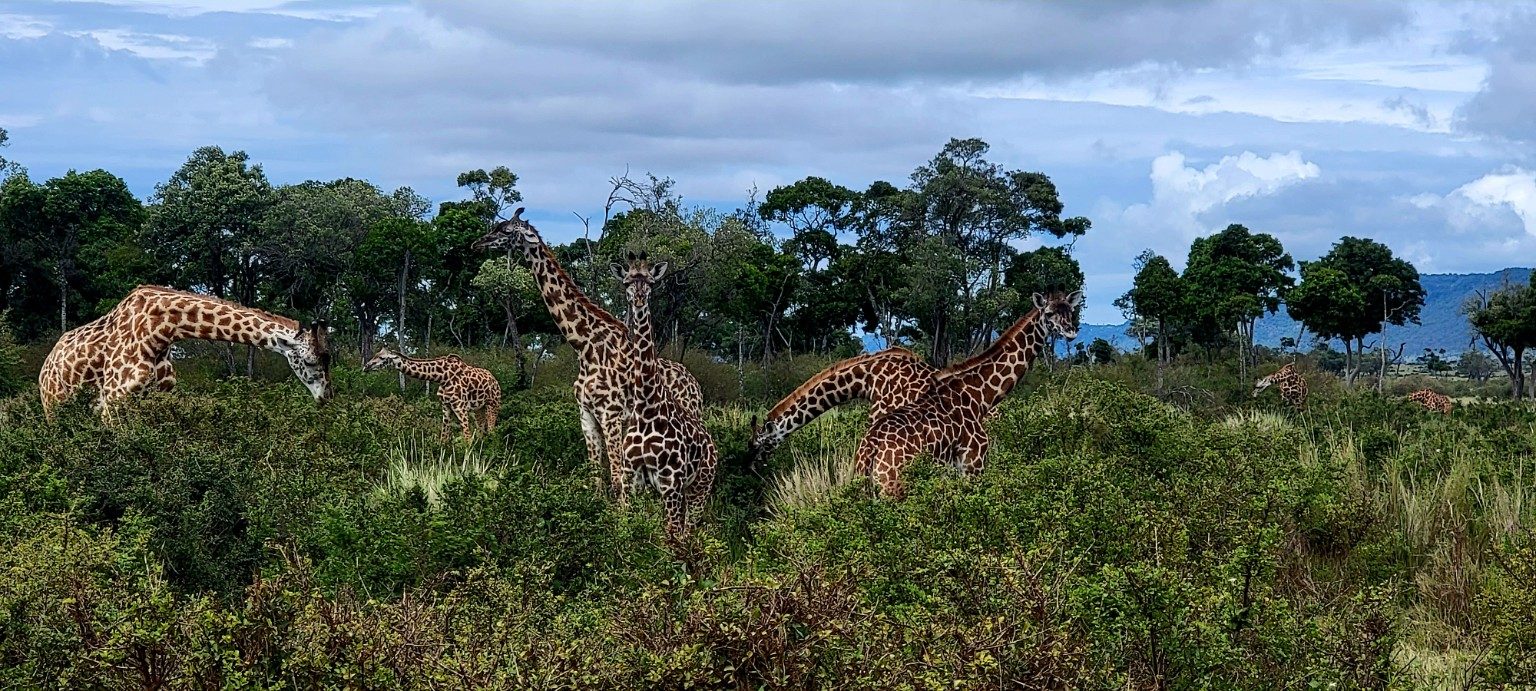 Tower of giraffes moving through brush on the Mara