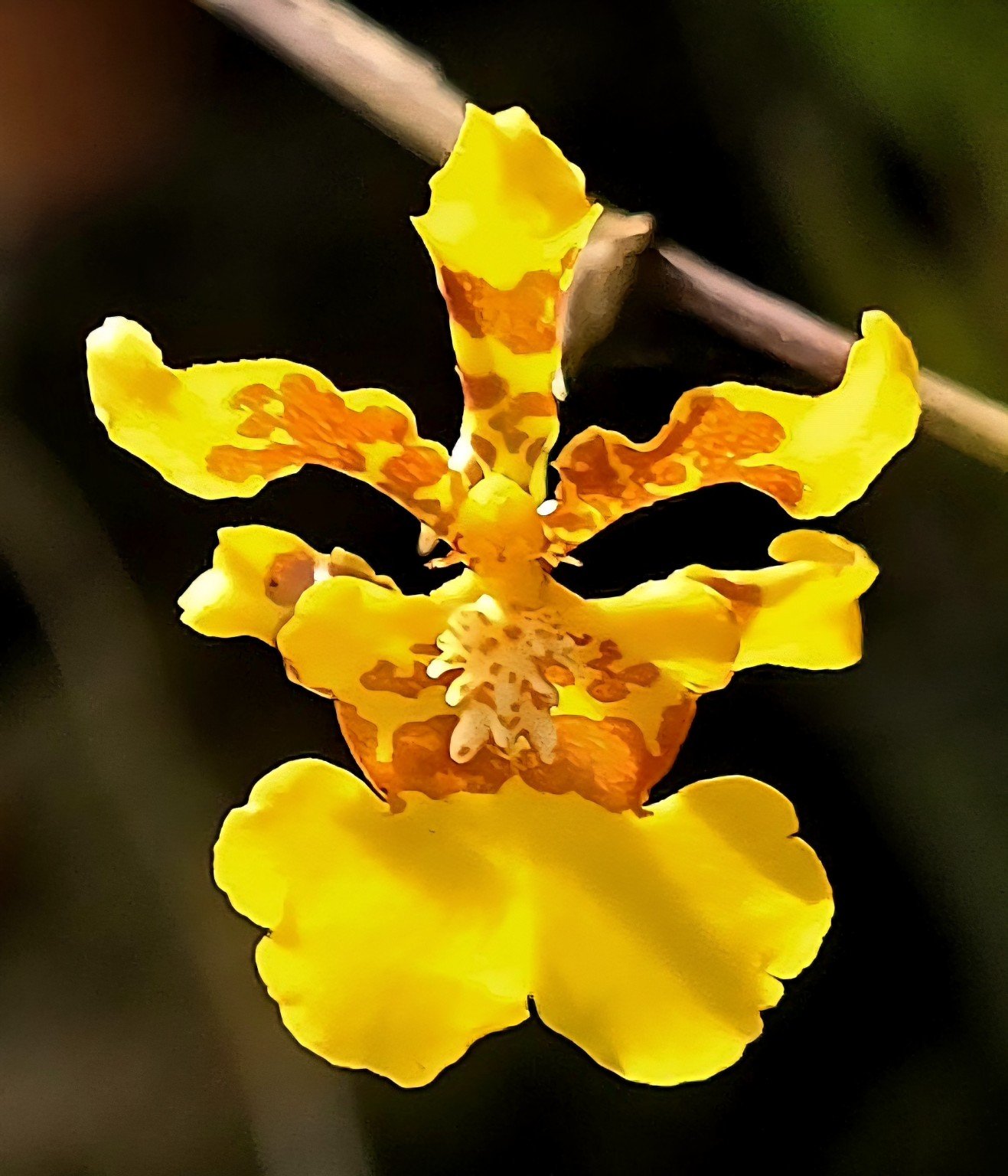 Yellow Oncidium orchid bloom