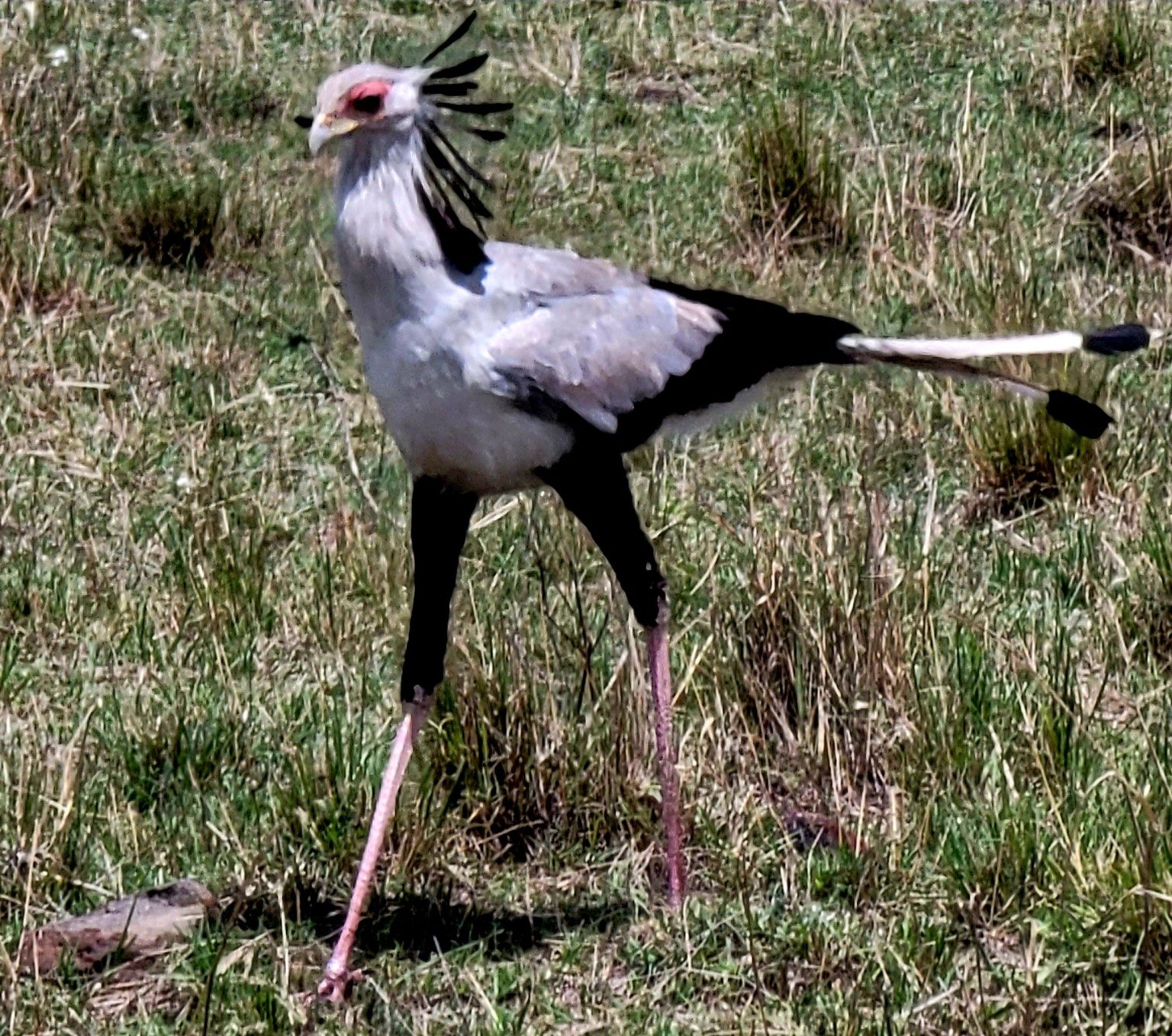 Secretary bird striding across the grass with its distinctive long legs
