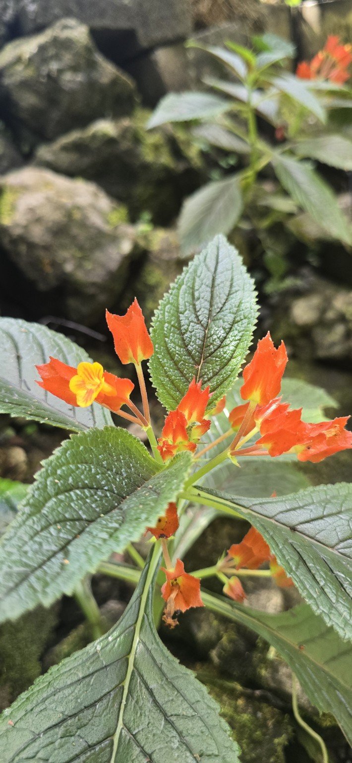 Tropical gesneriad flower with orange and yellow petals