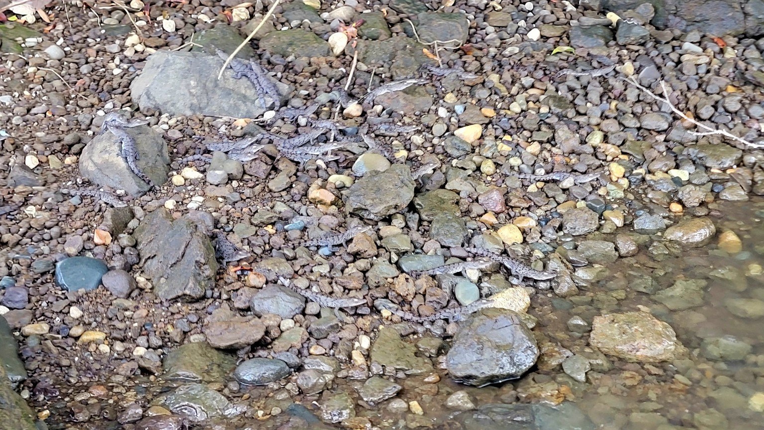 Caimans camouflaged among rocks at the edge of Gatun Lake