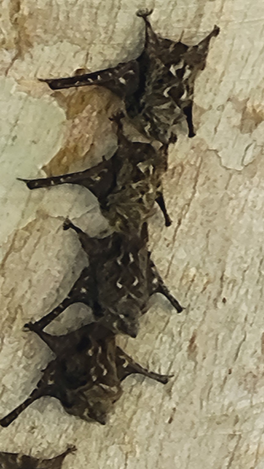 Cluster of bats camouflaged against pale tree bark on Gatun Lake