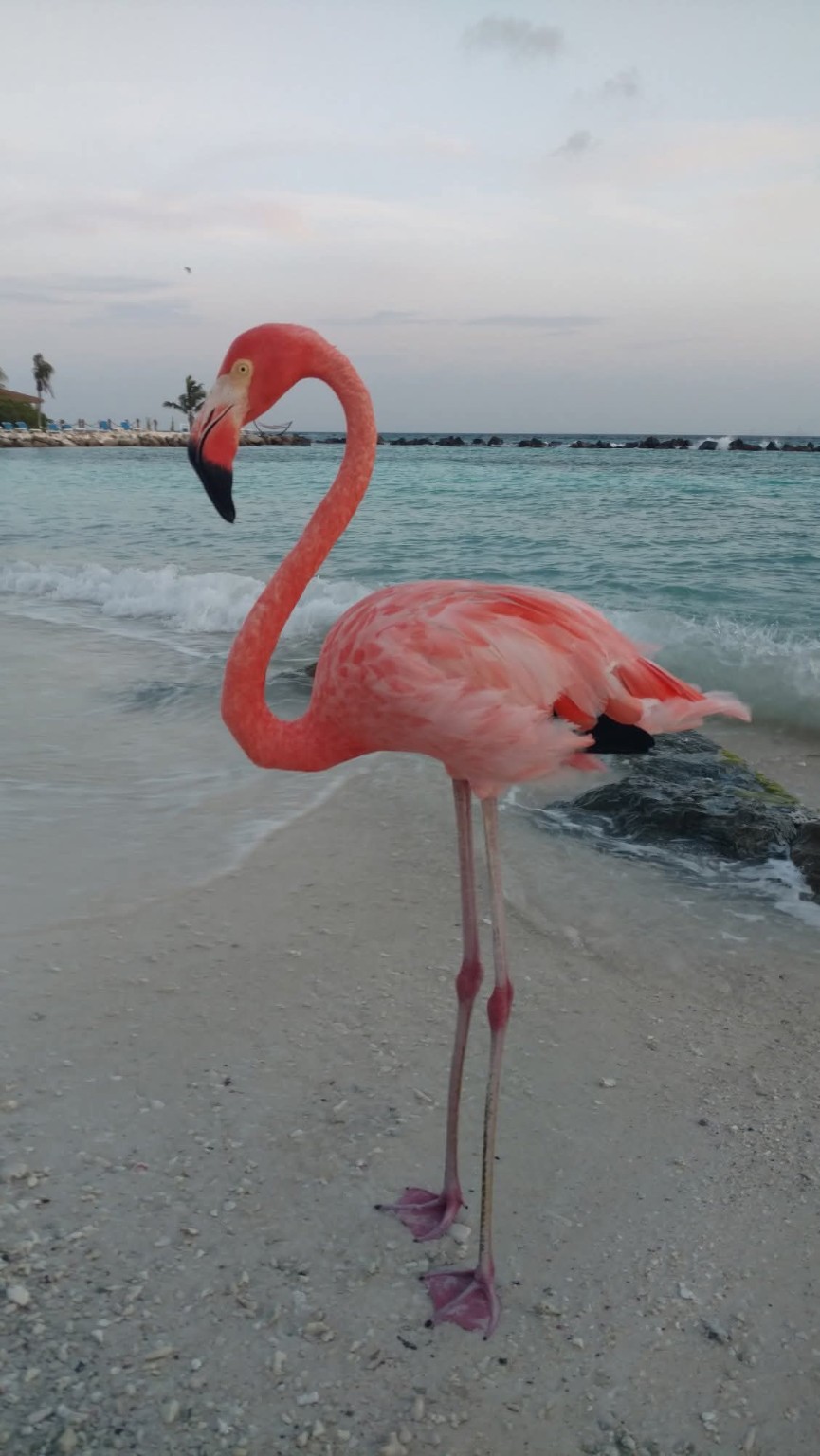 A flamingo standing on a white-sand Aruba beach with turquoise water behind