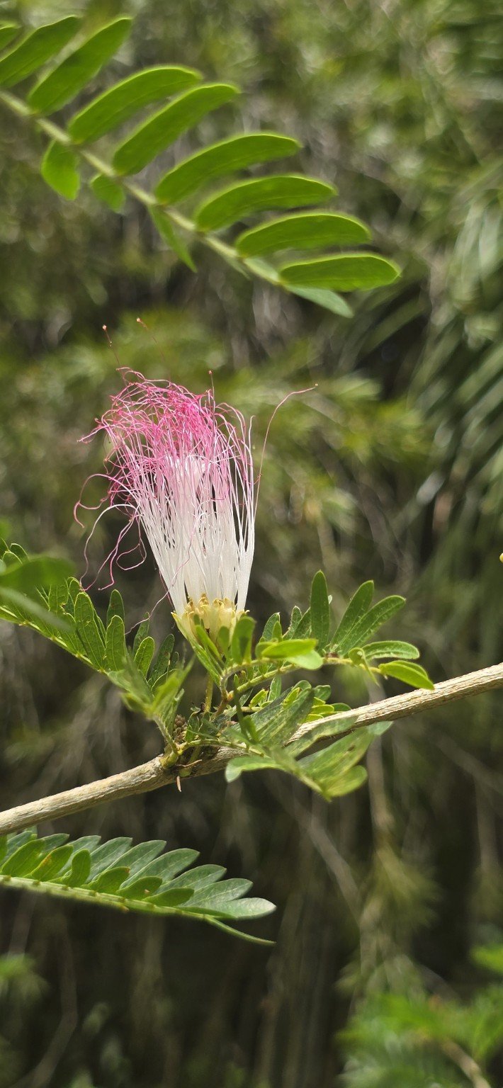 Pink powder-puff Calliandra flower