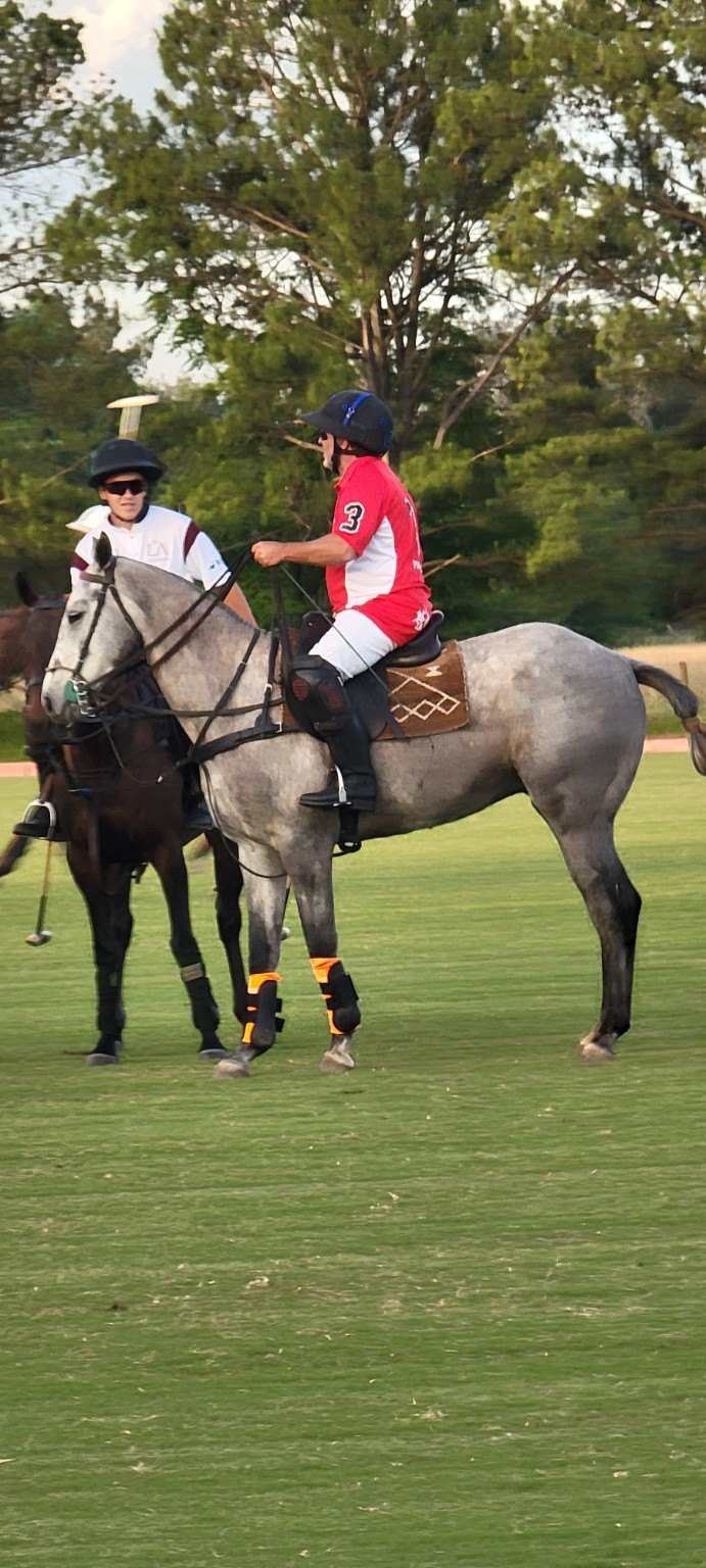 Polo player on a grey horse in Buenos Aires Province