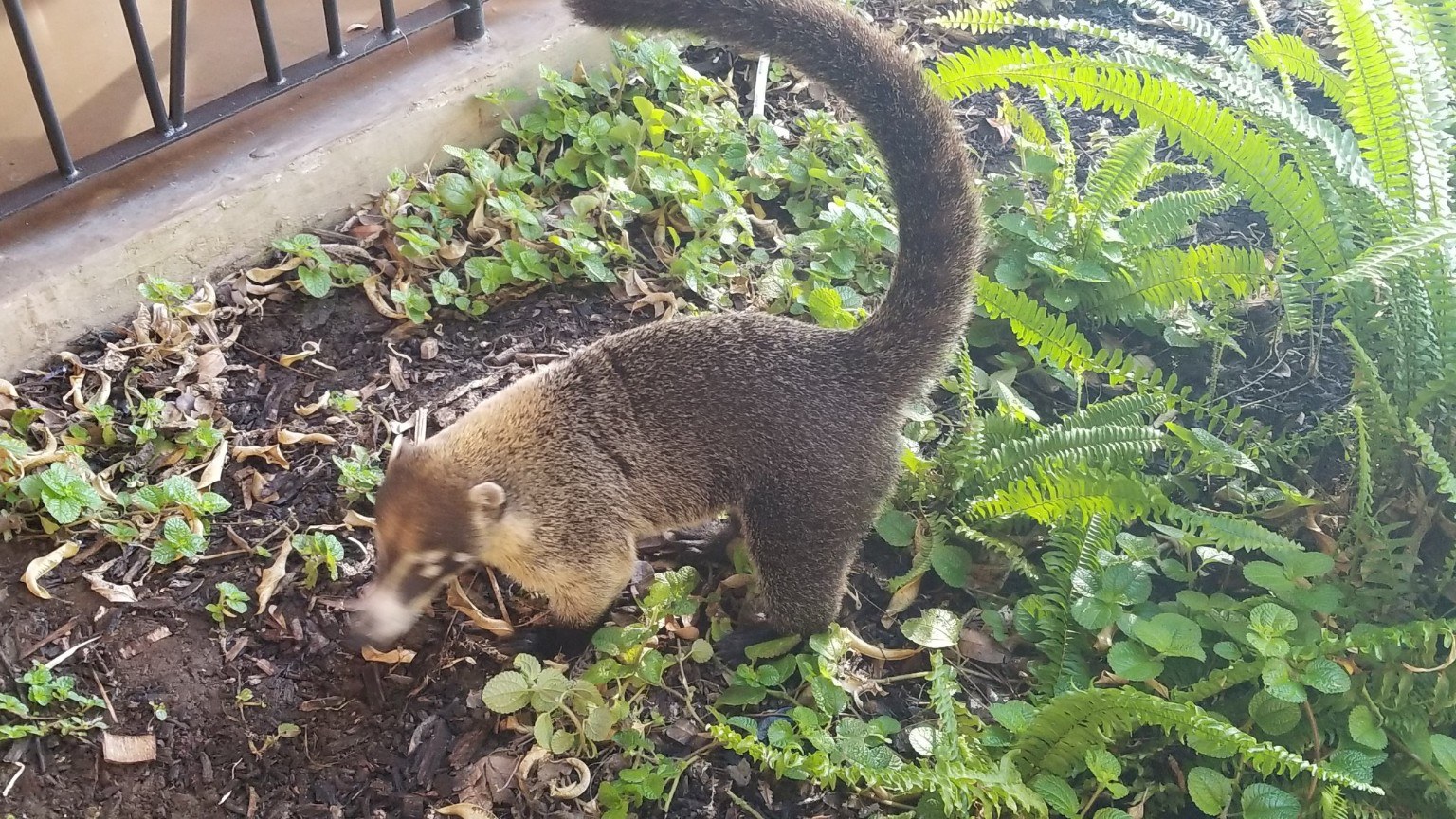 Coati walking through resort greenery