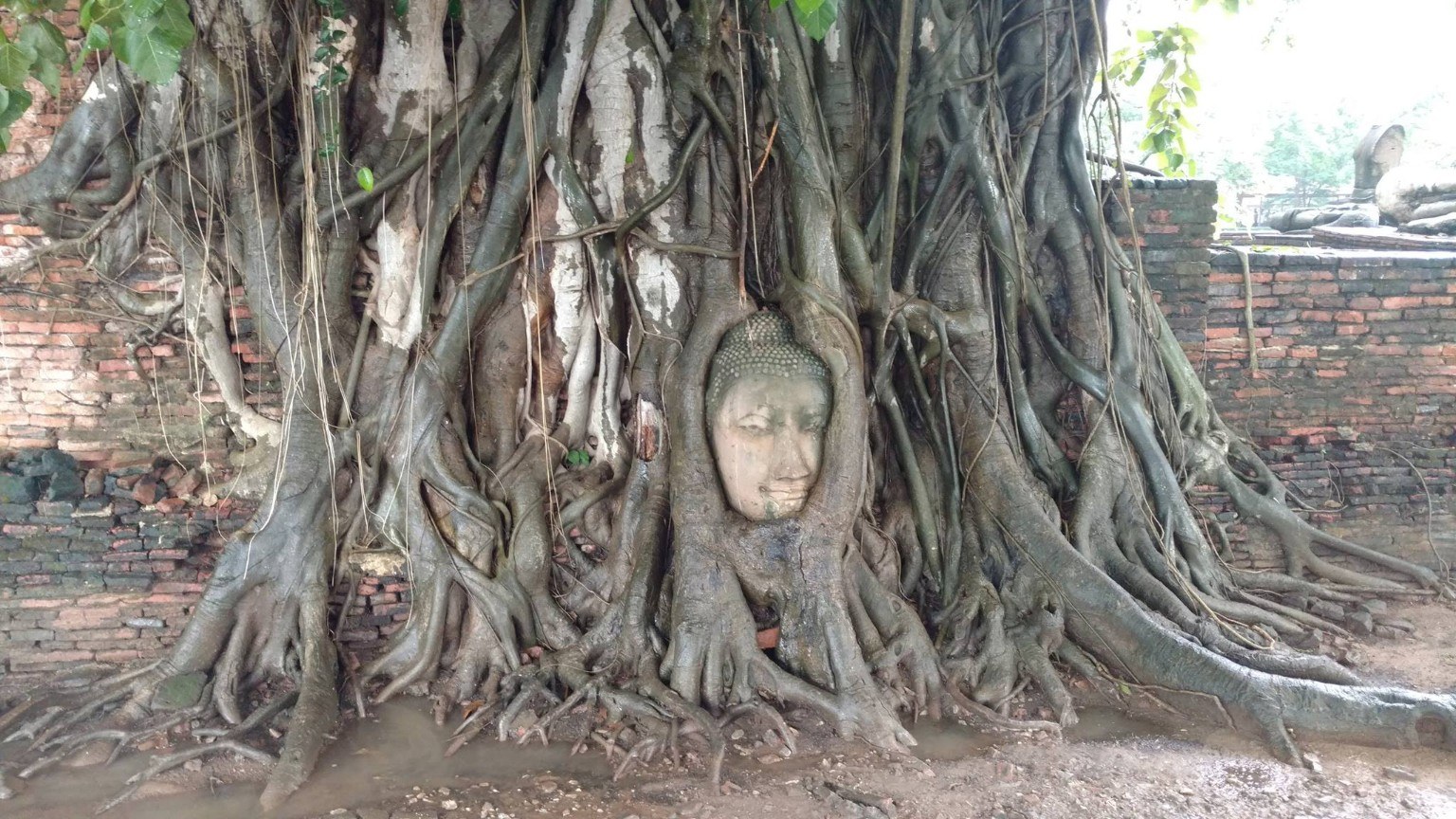 The famous Buddha head held by tree roots at Wat Mahathat in Ayutthaya