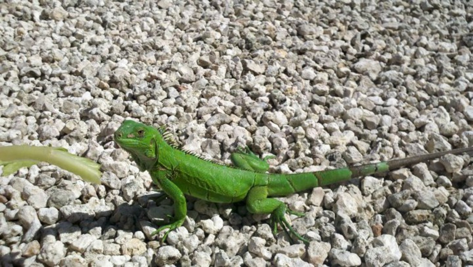 A green iguana on a rock wall in Aruba