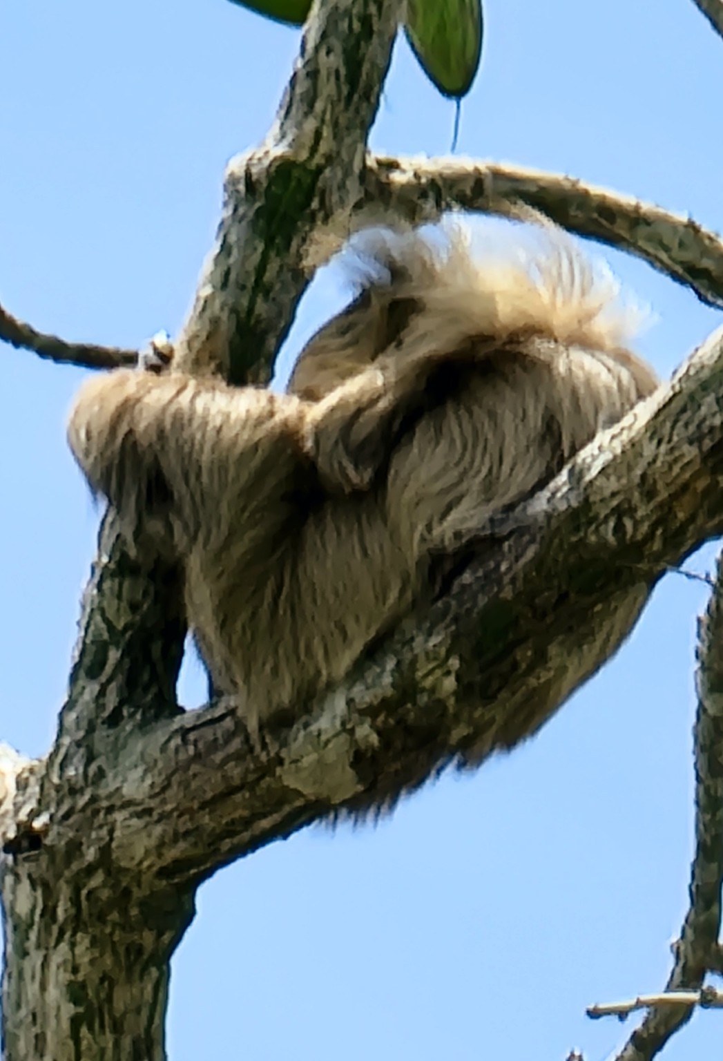 Two-toed sloth curled up in the fork of a tree above Gatun Lake