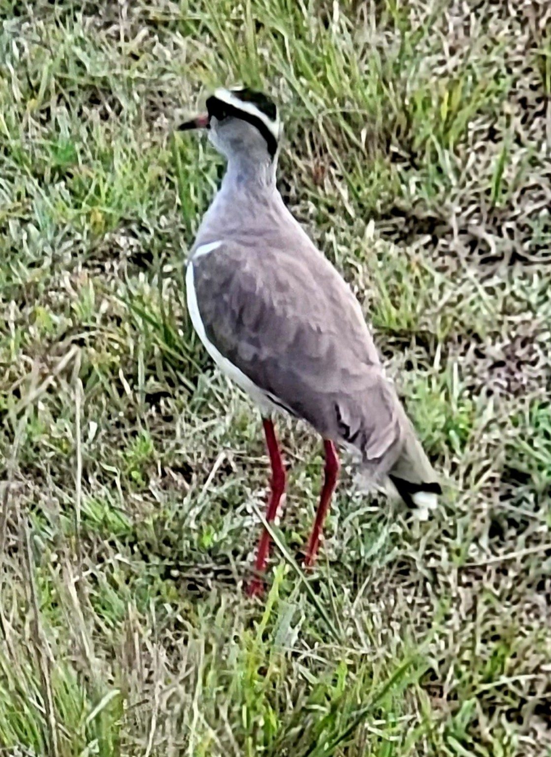 Small grassland bird perched on a low branch in the Mara