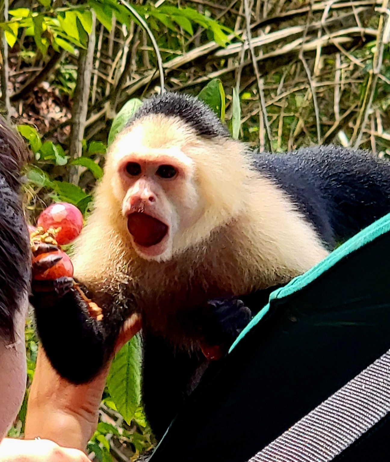 White-faced capuchin monkey leaning in from a branch to grab a grape from a hand