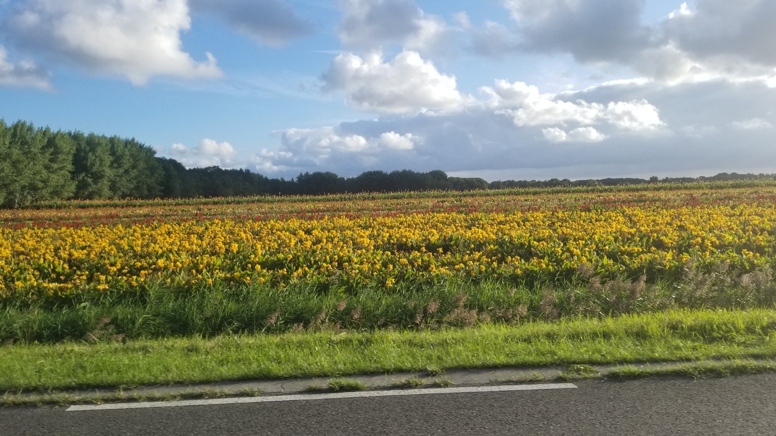 Dutch flower fields under a dramatic sky