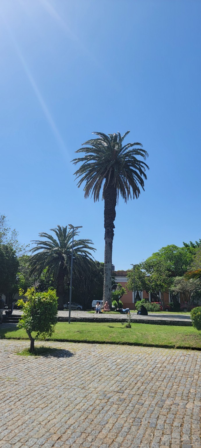 Palm trees and green space in Colonia del Sacramento