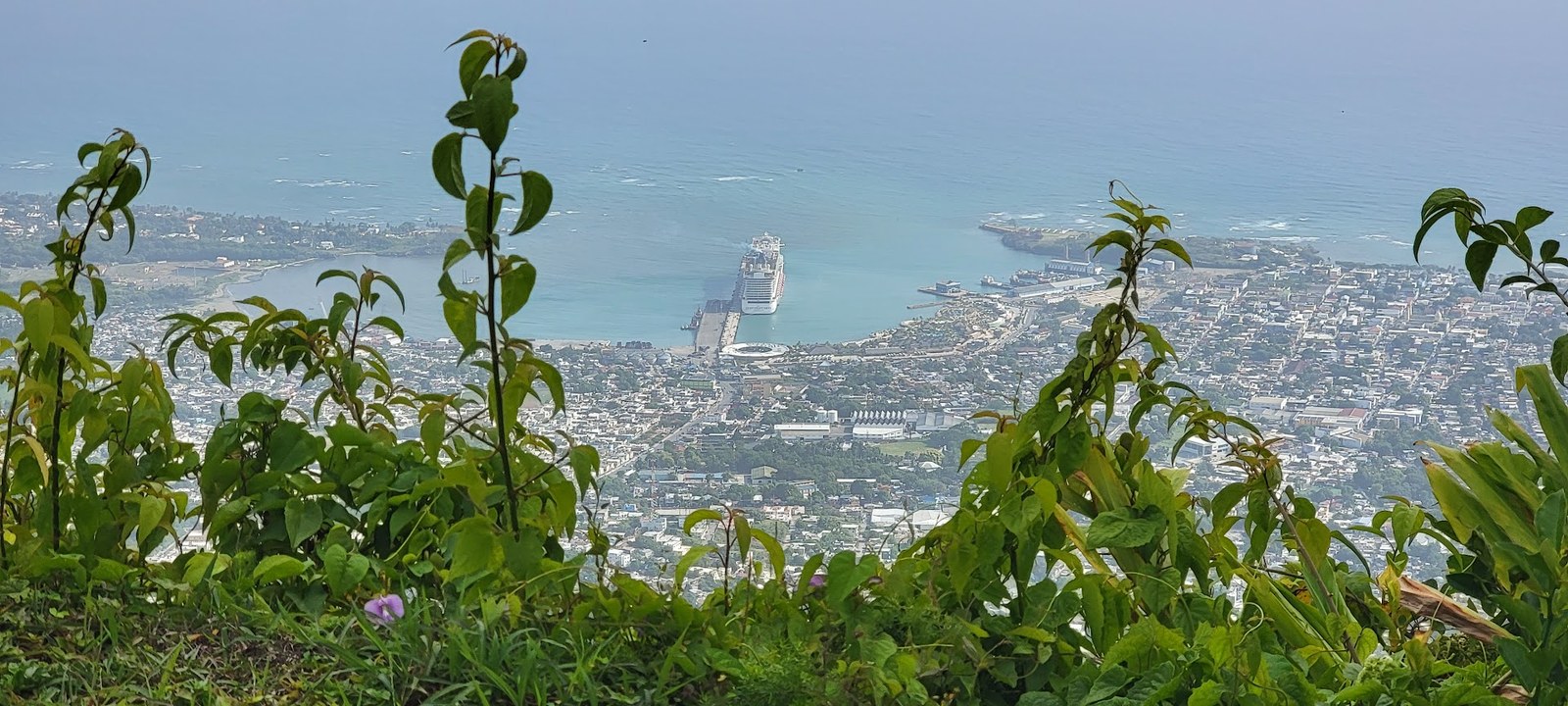 A cruise ship framed by leaves below, one of those views that makes the whole port look like a model set.
