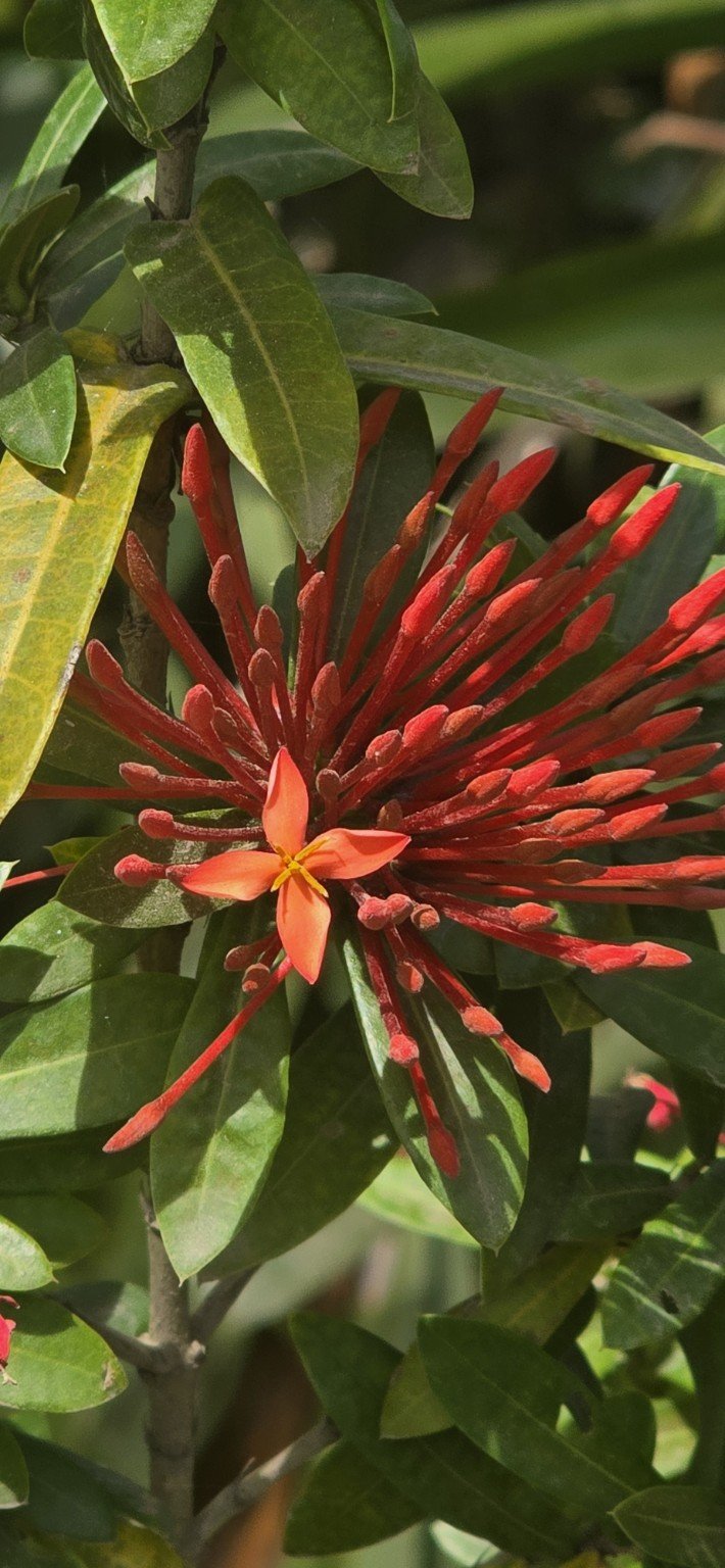 Flame-red Ixora coccinea cluster