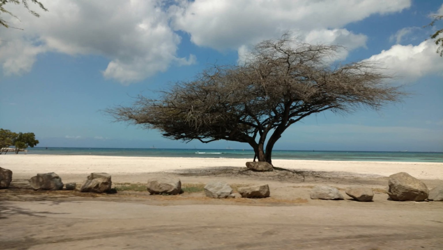 Wind-shaped divi-divi tree line on the Aruba coast