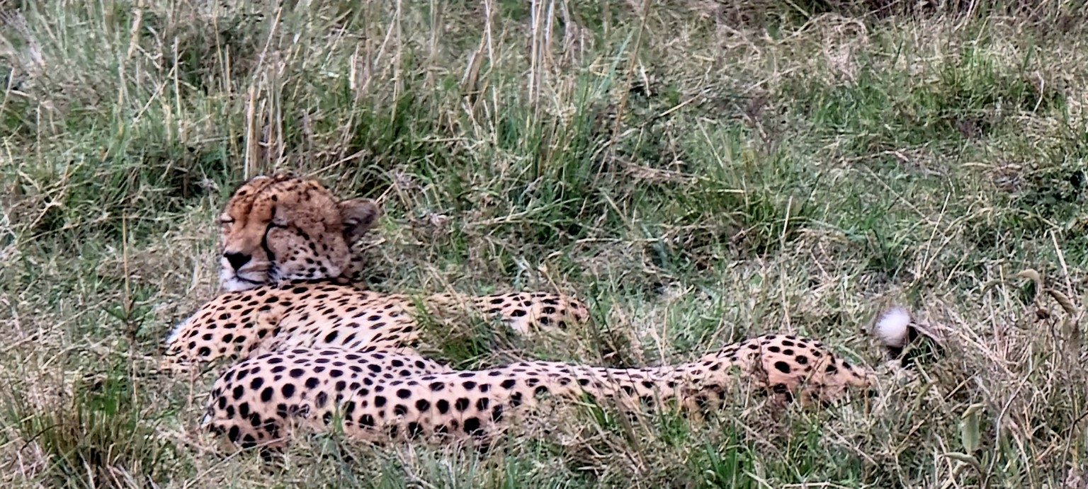 Cheetah lying in tall grass, head up and alert