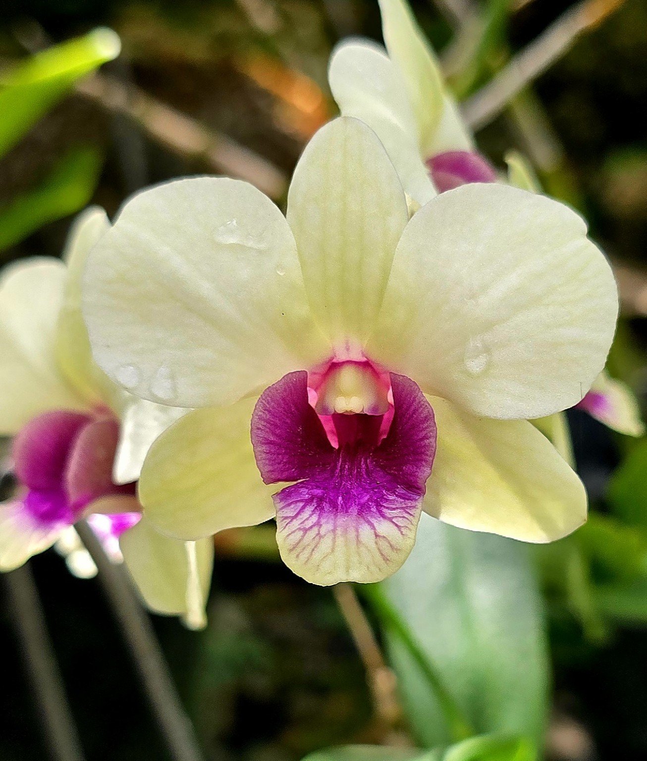 Creamy Dendrobium orchid with magenta throat