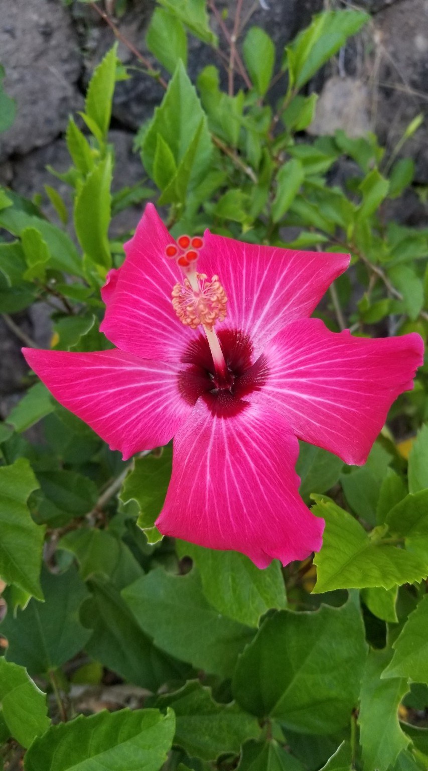 Pink hibiscus flower