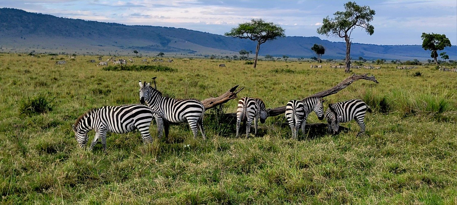 Herd of zebras grazing on green grass after rain in the Maasai Mara