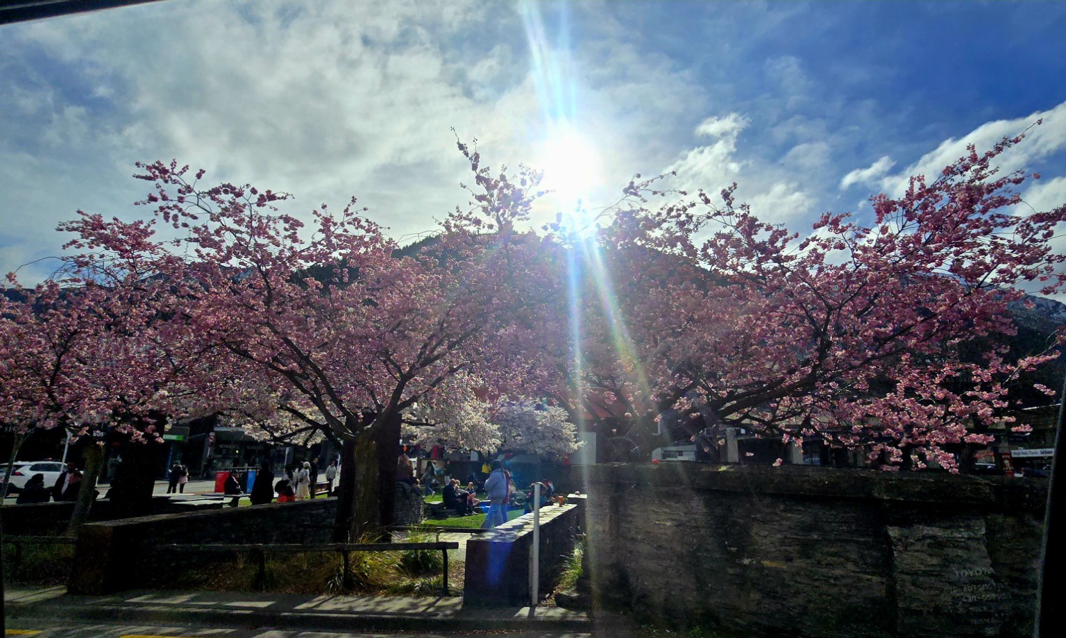 Spring blossoms in central Queenstown