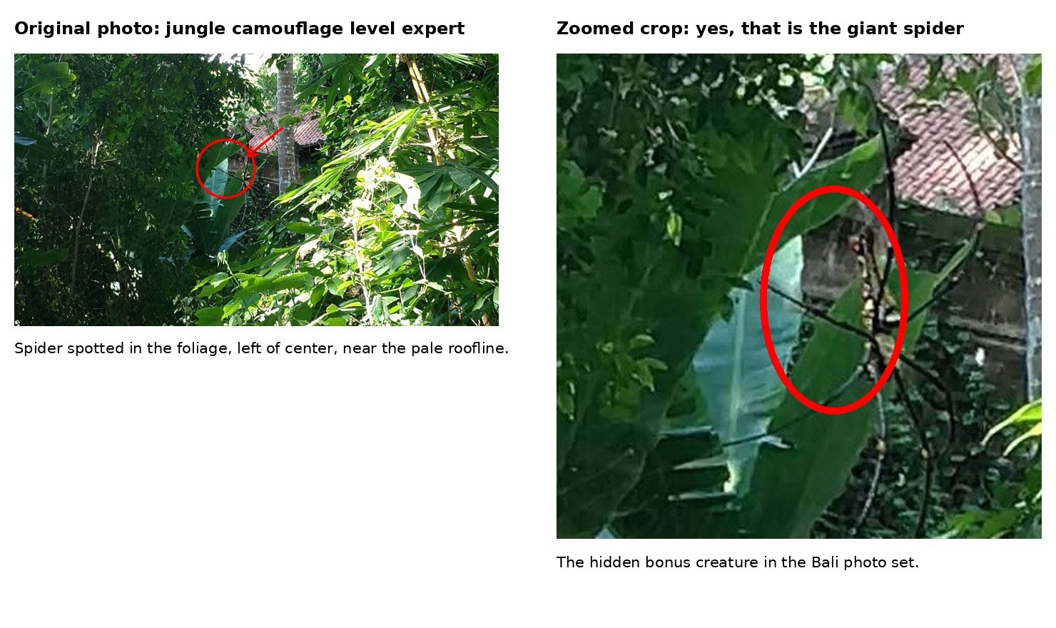 Side-by-side of the jungle photo and a zoomed crop of the spider