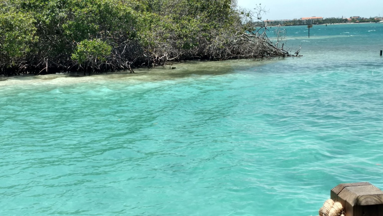 Mangroves and turquoise water on a calmer edge of Aruba