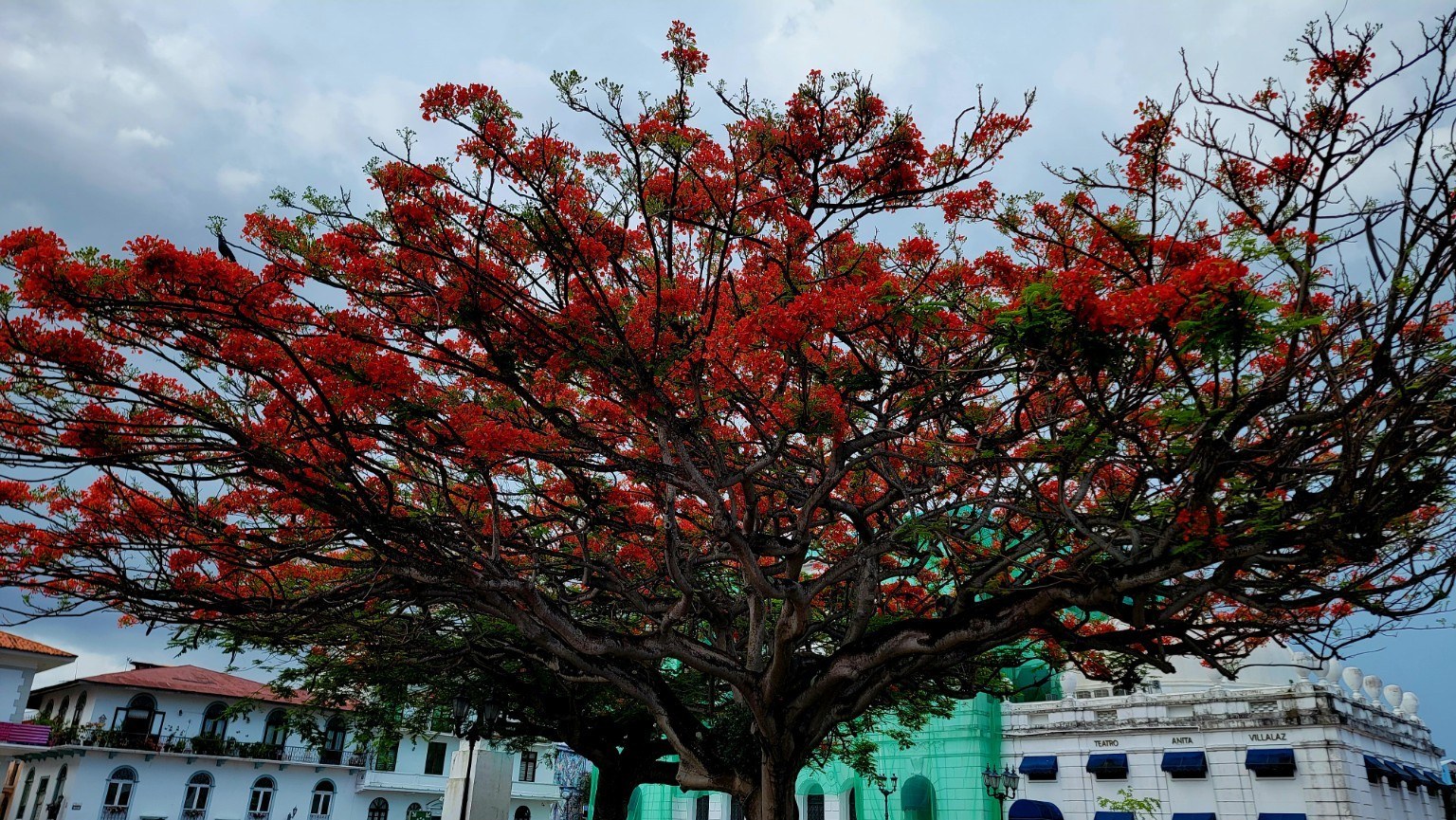 Red-orange flamboyán tree in full bloom over a Casco Viejo plaza