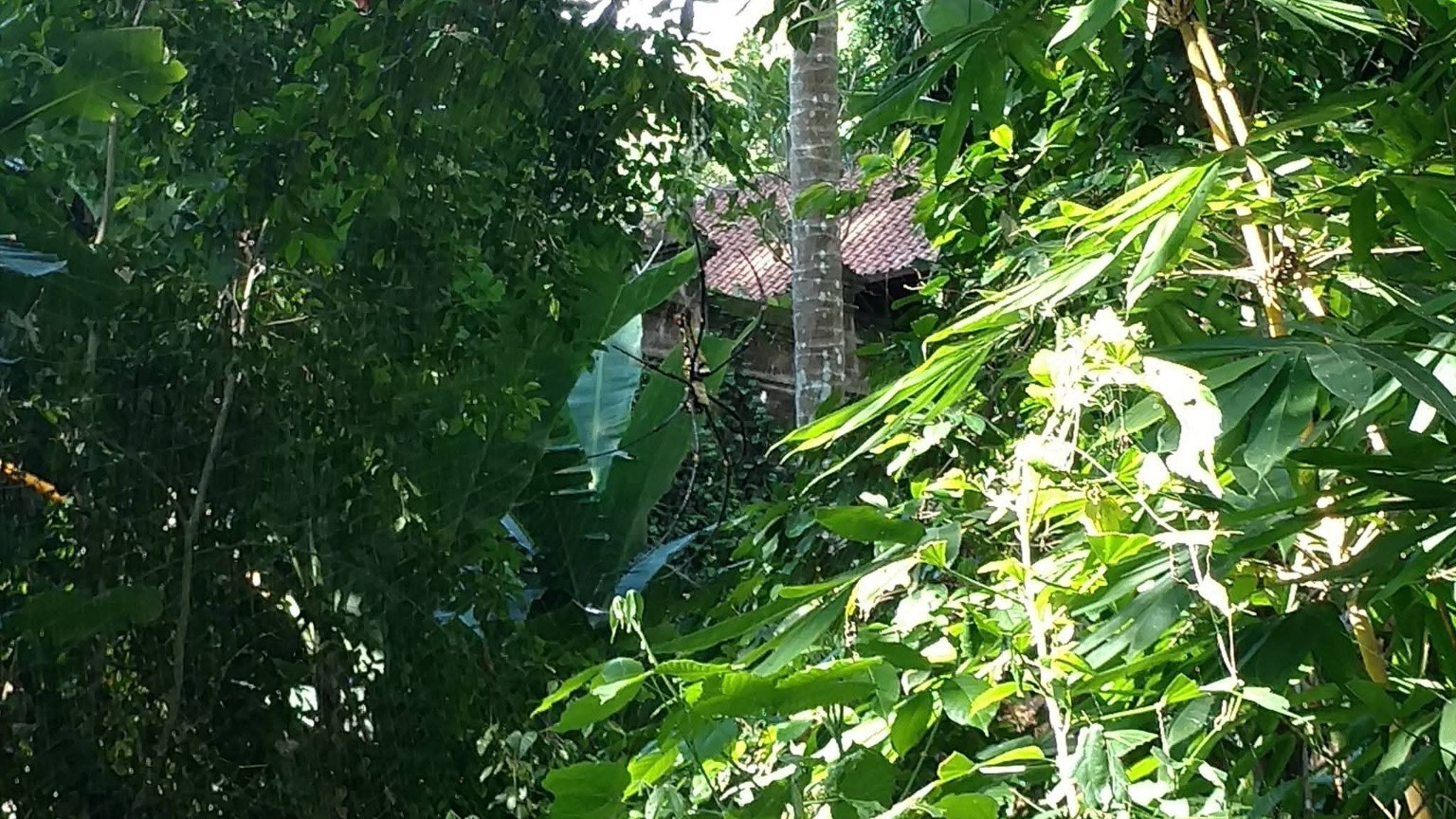 Jungle scene that hides a giant spider in the foliage