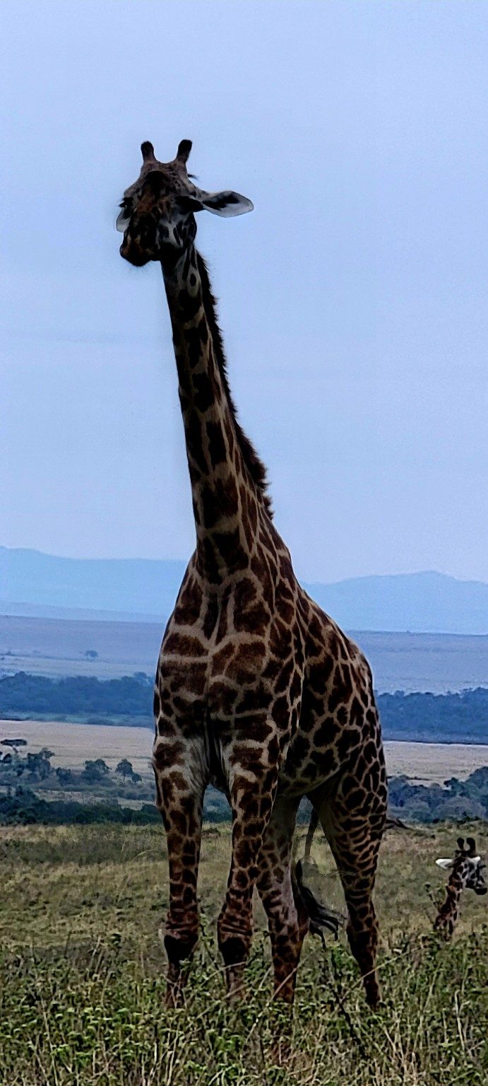 Masai giraffe standing tall on the open Mara plains at dusk