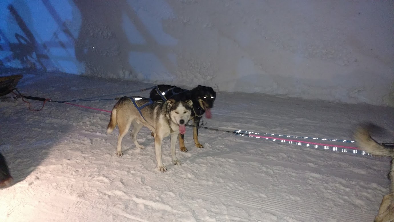 Huskies at the indoor sledding area