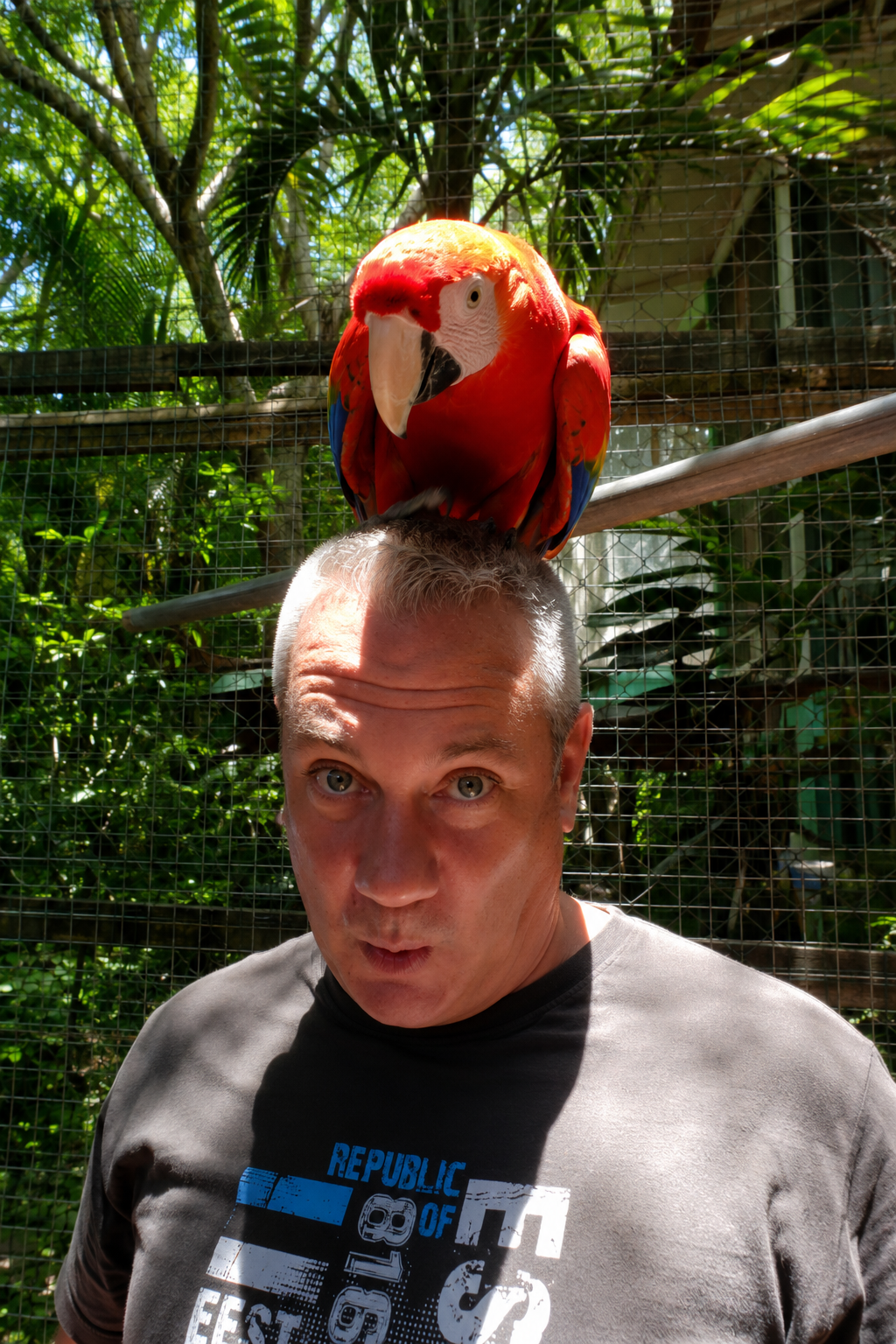 Scarlet macaw on my head