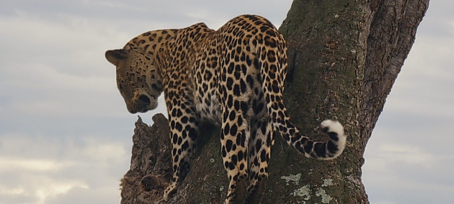 Leopard descending headfirst through the branches of an acacia tree