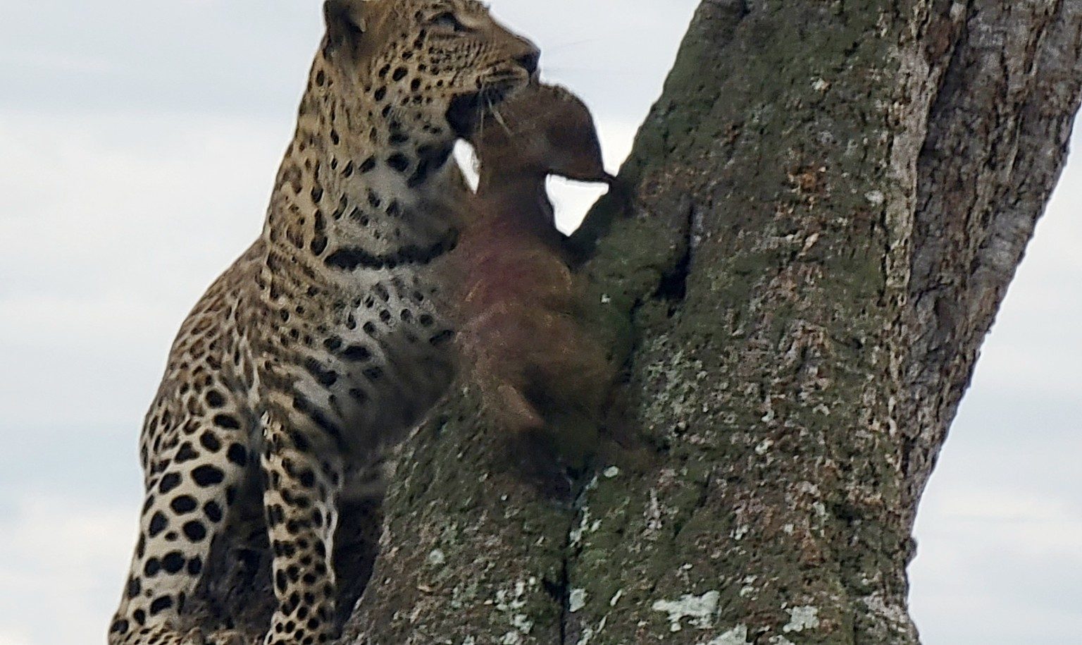 Leopard resting in a tree with the remains of a kill draped over a branch