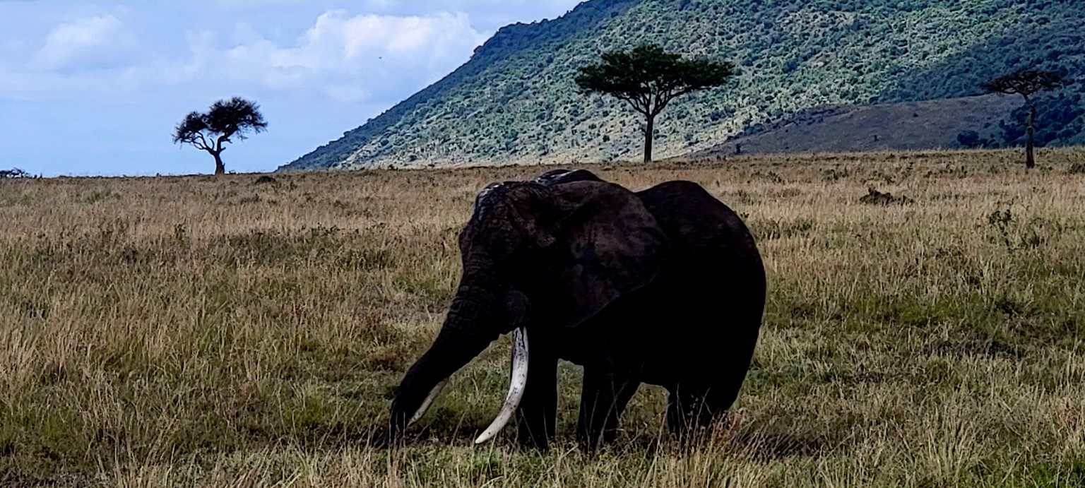 Lone elephant grazing on the savanna with the Mara hills behind