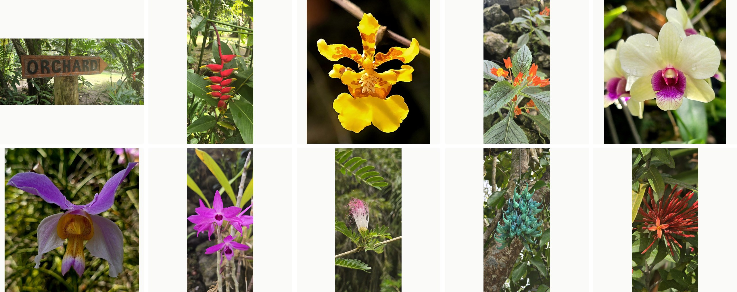 Collage of tropical flowers from the Fiji orchid farm
